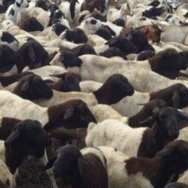 Live Sheep(Mutton)